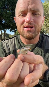 5K views · 172 reactions | Reptiles need the sun to give them energy - how cool is this side-striped skink! 年  | Reilly Travers | Facebook