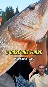 5 cose che forse non sapevi sul #luccio. #streamerfishing #pescatvapp #pikeonthefly #catchandrelease #pike | Matteo De Falco