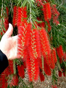 Callistemon Viminalis 500 Seeds, Weeping Bottle Brush Tree, Ornamental Bonsai - Etsy Australia