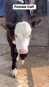 Holstein Friesian Calf #Holstein #Friesian #Calf #Shikkhito #Uddokta #bdCalf | শিক্ষিত উদ্যোক্তা