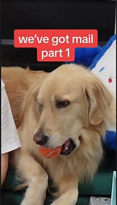 14 reactions | Send us mail! (nothing weird please) #WeveGotMail #FunnyDog #Oatmeal | Adria and Oatmeal | Facebook