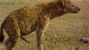 The female Spotted Hyena has a male’s reproductive organ and has to deliver their babies through it. #WorldsWeirdest | National Geographic Animals