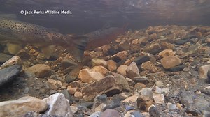 115K views · 781 reactions | Did you know Atlantic Salmon & Brown Trout can hybridise? Here a male salmon courts a female trout with hybrids being quite tricky to spot! | Jack Perks Wildlife Media | Facebook