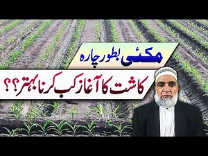 When to cultivate Maize as Fodder purpose || Crop Reformer