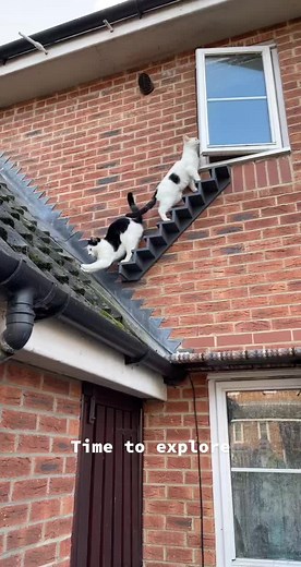 Time for an explore! #explore #love #junglebookcats04 #fyp #foryoupage #viral #cattok