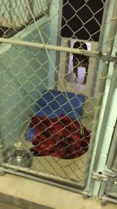 3K views | Dorchester Paws on Reels | Facebook