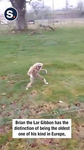13K views · 96 reactions | This monkey fascinated zoo visitors with his unique stride!  | storyful | Facebook