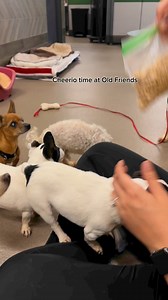 Cheerios are a hot commodity around here! #OFSDS #SeniorDogs #Dogs | Old Friends Senior Dog Sanctuary