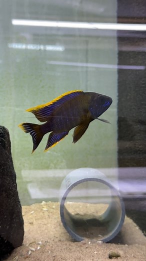 51 reactions | Wild Aulonocara lwanda殺 | Rosendal Malawi Center | Facebook