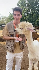 Alpaca fun facts: sei pronto a saperne di più? #alpaca #fyp #alpacino #BioparcodiSicilia #animal #animals #animalsofinstagram #funny #alpacalove #alpacas #lama #curiosity #keeper #sicilia | Bioparco Di Sicilia