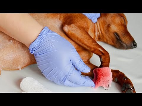 What To Do If You Cut the Nail Quick of Your Dog