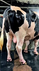 This Isn’t Just a Shower This is Spa Day for The Beast!!! 🐂💦 || #bullshower #farmreels #HolsteinPower #cowboylife #reelsviralシ #cattlelove | Biggest Cow in Bangladesh