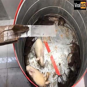 319K views | DIY make A Mouse Trap Homemade | Origin Data Recovery | Facebook