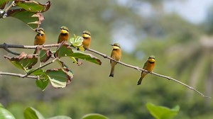 Little bee-eater meeting (Merops pusillus) Sub-Saharan Africa. | BIRDS & Nature