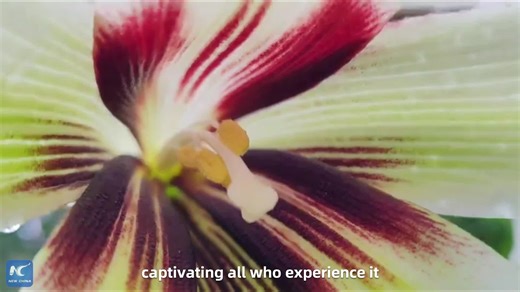 A vast expanse of wild giant lilies has burst into full bloom at a forest farm in Guizhou Province, southwest China. Imagine wandering among these tall, upright plants, inhaling their enchanting scent as it drifts on the breeze -- truly a captivating experience! | China Xinhua News