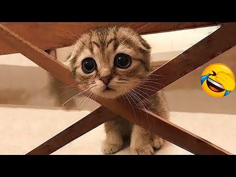 Try Not To Laugh : 2 Hour of Funniest Cat Videos #18 | Funny Animal Videos