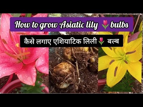How to grow✨ Asiatic lily🌷 flowers bulb||एशियाटिक लिली🌷 के बल्ब कैसे लगाए✨||