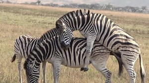 Zebra mating, During our Durban day safari tour