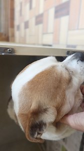 Once you meet Mojo it will be hard not to fall in love. I am sorry I did not catch his age bu ti think he is around 3 years old. He is a N/M puggle He is good with chidlren and other dogs. He is a love! He is housebroken. Up for adoption at the TLC Animal Shelter, 13016 W 151st ST. Homer Glen, Il, 60491. | Tender Loving Care Animal Shelter