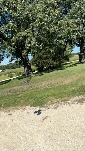 2.1K views · 158 reactions | On this beautiful Saturday, we released...