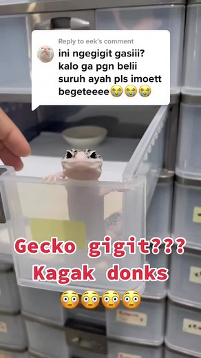 Cute Gecko Reactions: To Bite or Not to Bite?