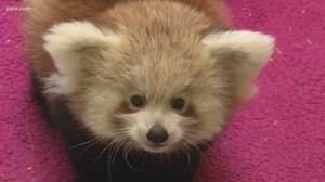 Public and private funding will support Zoo Knoxville through the end of June