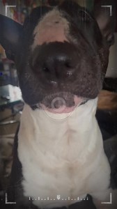 ⚠️ sweary! ⚠️ #mymum #mom #mummy #mamalife #burgular #mess | Louwab Miniature Bull Terriers