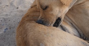 Hundekratzer, juckende Hunde, Parasiten bei Haustieren: Stockvideos & Filmmaterial (100 % lizenzfrei) 1111983505 | Shutterstock