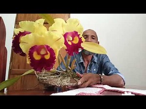 🌱🌷🌹See how easy it is to grow orchids in ceramic pots 🌱🌷🌹