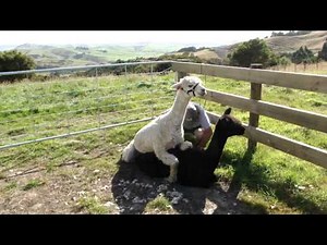 alpacas mating
