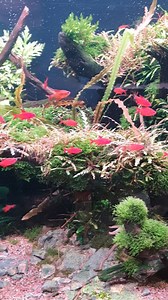 2.4K views · 42 reactions | Oase Highline 600 Nature Aquarium #ZOOBOX #aquarium #garnelenliebe #garnelenwelt #plantedtank #aquascaping #aquascape #natureaquarium #aquamotivation #hardscape #Zierfische #tropicalfish #süsswasserfische #aquarienwelt #wasserpflanzen #garnelen #schnecken #aquariumliebe #shrimptank #aquariumoftheday #fishkeeping #biotop #biotope #aquariumfish #fishcommunity #aquariuminspiration #aquariumhobby #oasehighline600 | ZOOBOX.de | Facebook