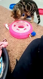 1.2K views · 67 reactions | Bob, Teddy, Ant and Dec are getting into the Friday mood.....     Wishing everyone a wonderful #weekend  #cutekittens #fridayfeeling | Animals in Distress - Torbay & Westcountry | Facebook