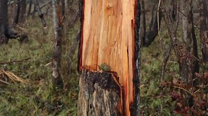 Download tree broken by a hurricane wind, the trunk is broken as if it were a match, panorama for free