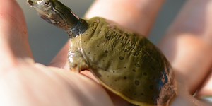 Helping preserve spiny softshell turtles habitats on Vermont beaches