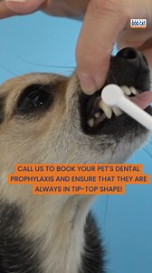Regular dental prophylaxis is essential for maintaining your pet's oral health. 🦷🐶🐱 During dental prophylaxis, veterinarians not only clean the visible surfaces of your pet's teeth but also examine for signs of disease beneath the gum line. By scheduling regular dental prophylaxis, ideally once a year for most pets, you can significantly reduce the risk of dental disease and its associated health problems. 📞 Call us for your pet's Dental Prophylaxis: ☎️0908-896-7113 (Viber too!) 📱8896-6386 