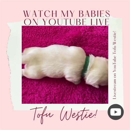 Hey everyone! My puppies are on livestream so my momma can keep an eye on us. That means everyone can enjoy! Join in, and while you’re there, hit the subscribe button too. | Tofu Westie