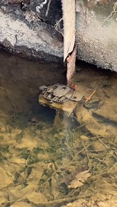 Livin’ on the Top Edge 🐾 #minktrapping | TS Trapline