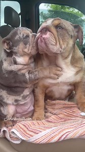 Celebrity bulldogs on Reels