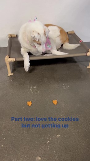 So I put both Trinity's two cookies down for her n still a hard no for her getting up to get them... 🤦🏻‍♀️🤦🏻‍♀️🤦🏻‍♀️ #diva #deafdog #deliveryornothing | Just Fur Kids Dog Daycare