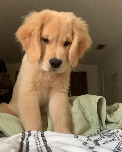 He is too cute 🥺 | Go Fetch