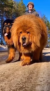 Giant dog😯😯😯 #Dogs #CuteDogs #LoveDog #SmartDogs | NYC Dog Rescua