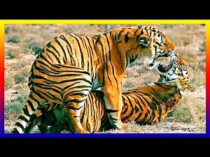 Siberian Tiger Mating Many Times On Day Then Female Giving Birth