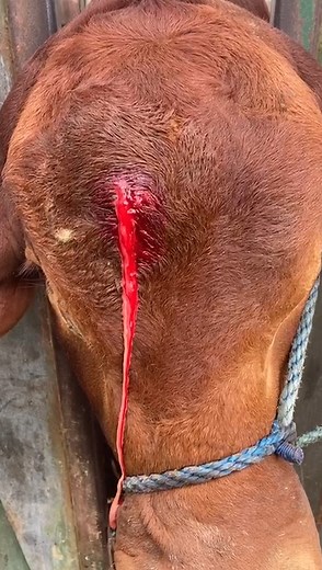 ⚠️ GRAPHIC VIDEO⚠️ Everyone loves a good Abscess! 🐮 | Monto Veterinary Group