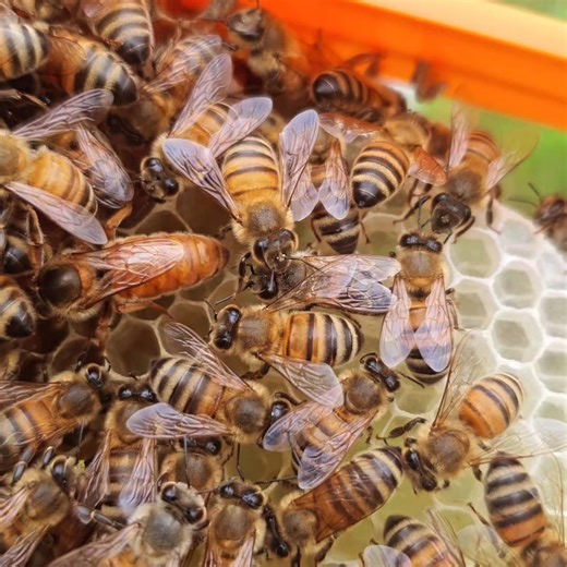 6.1K views · 75 reactions | To reserve our Queen Bees please visit us: International: www.apis-donau.com Romania: www.apis-donau.ro #honeybees #apiary #bees #apiculture #apicultura #honey #beekeeping #queenrearing #apicoltura #queenbee #imkerei #miel #beeswax #beesofinstagram #seabees #beeston #lovebees #beestrong #saveourbees #savebees #beeswarm #apiary #pollination #beekeepinglife #urbanbeekeeping #ilovebeesandhoney | Apis Donau 1905 | Facebook