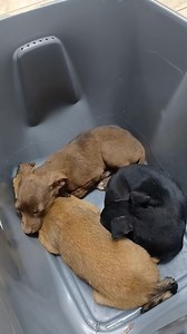 4.5K views · 247 reactions | 911#FOSTERURGENTE Nos urge hogares temporeros... pueden pasar por nuestras facilidades antes de las 4pm. Info adopciones@hspr.org | Humane Society of Puerto Rico | Facebook