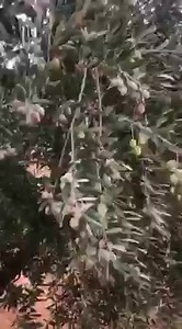 7.4K views · 273 reactions | #ما_شاء_الله_تبارك_الرحمن زيتون #كروناكي...