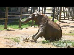 Elephant Samson Mud Bath