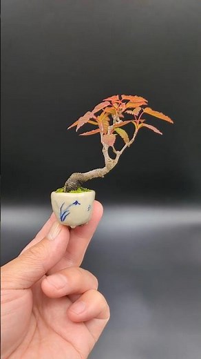Acer ginnala and Zenpukuji pot