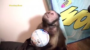 It's Capuchin Monkey Play Time! 🐵 Watch the adorable MonkeyBoo have a blast with his baby brother MonkeyHappy. 🐒 Happy is a big show off but Boo has the epic jumps to humble him! 😂 Always like and SHARE MonkeyBoo & Happy with a friend! ❤️ Did you know Boo and Happy post on their YouTube channels every day? Subscribe to MonkeyBoo and Happy on YouTube to see videos before anyone else! 👇 Boo's Channel: bit.ly/monkeybooyt Happy's Channel: bit.ly/monkeyhappy | MonkeyBoo