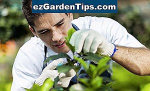 Cómo podar una Fatsia Japonica 🌱 Tips Jardineros - Es.ezGardenTips.com